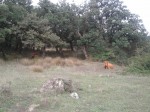 Stier neben dem Weg